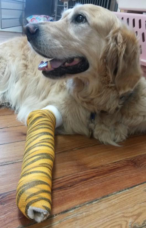 Figo, o cão 'herói' de Brewster, NY (Foto:
Reprodução/Facebook/Middlebranch Veterinary )