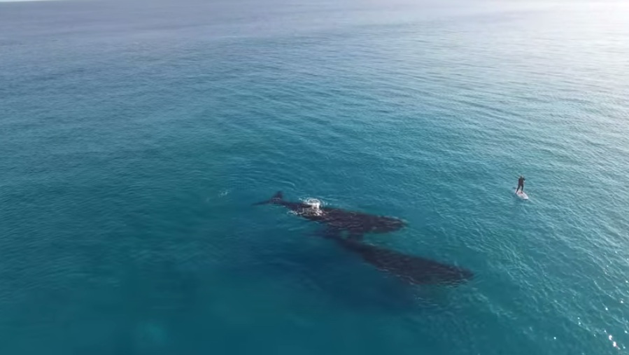 Baleias e surfista em praia da Austrália (Foto: Reprodução/YouTube)