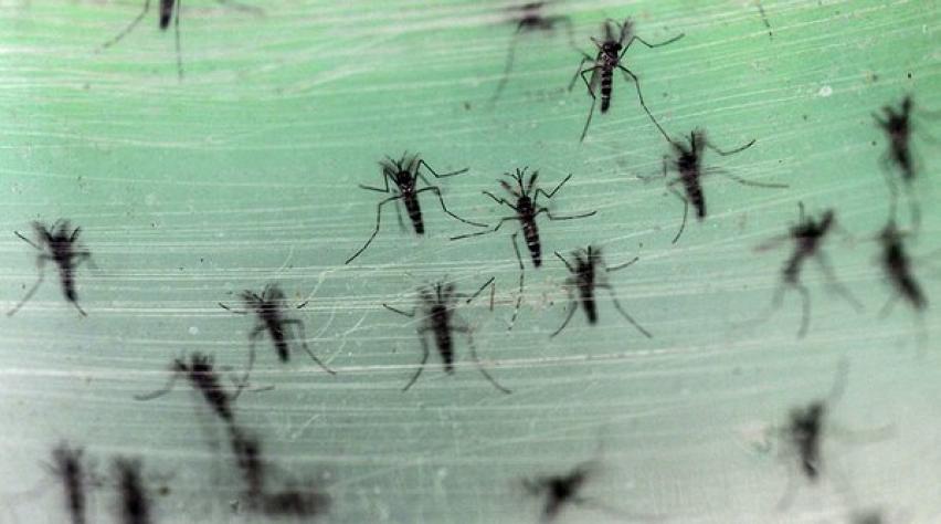 Não há mosquito Aedes Aegypti no Chile