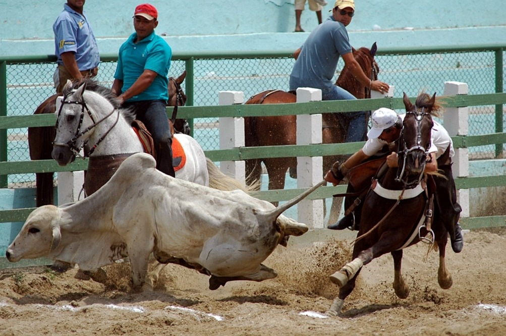 Na vaquejada, um boi é solto em uma pista e dois vaqueiros, montados em cavalos, tentam derrubar o animal pelo rabo