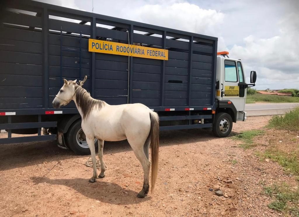 PRF recolhe animais em rodovias da Paraíba — Foto: PRF/Divulgação