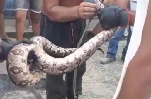A serpente foi capturada e solta em uma área de preservação da região.